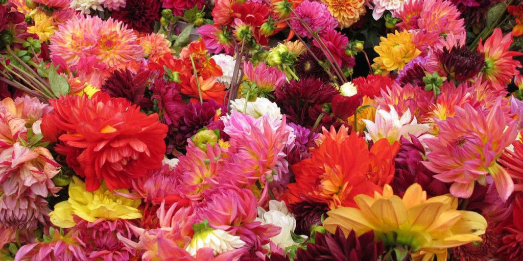 Blomster marked Gran Canaira